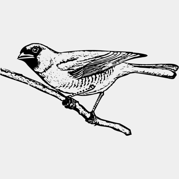 BIRD024 Thumbnail