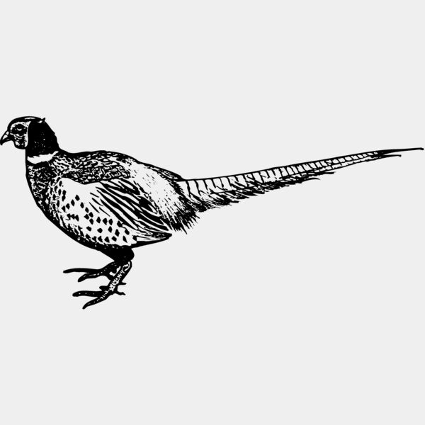 BIRD058 Thumbnail