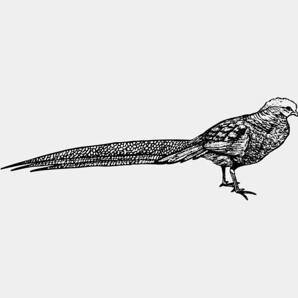 BIRD062 Thumbnail