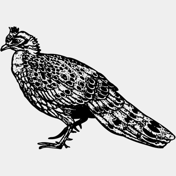BIRD064 Thumbnail